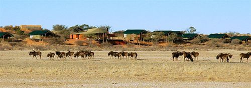Suricate Tented Lodge Intu Afrika Kalahari Game Reserve Екстер'єр фото